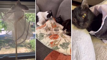 Amor a distancia: la historia de dos gatos con necesidades especiales que se casaron (Captura de Pantalla/TikTok iamwillywonky)