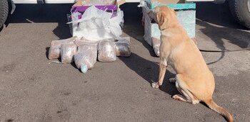 Las sustancias fueron halladas gracias