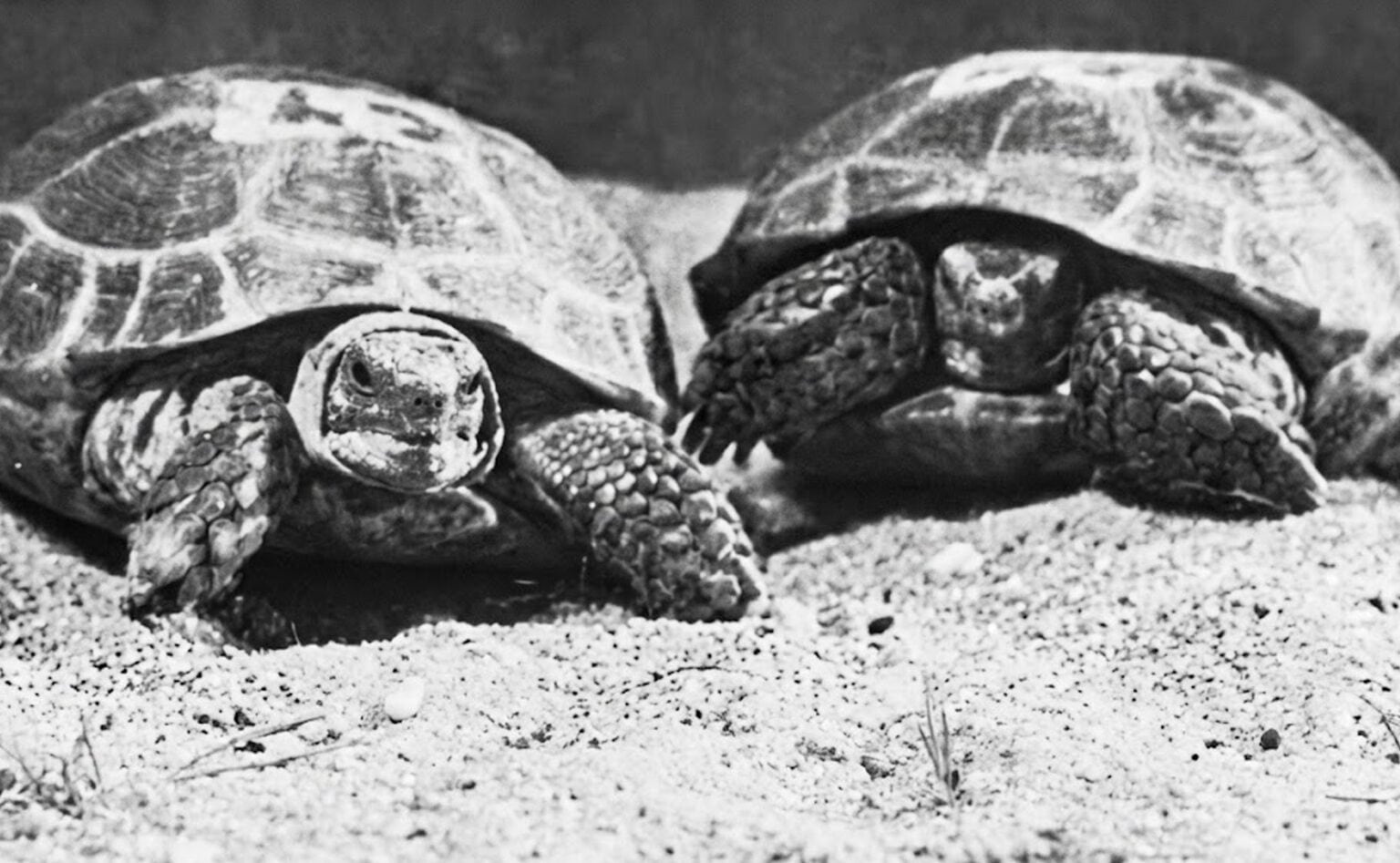 El 21 de septiembre llegó el momento crítico. La cápsula, con las dos tortugas, se acercaba a la Tierra después recorrer cientos de miles de kilómetros