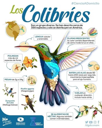 Por su metabolismo, el colibrí