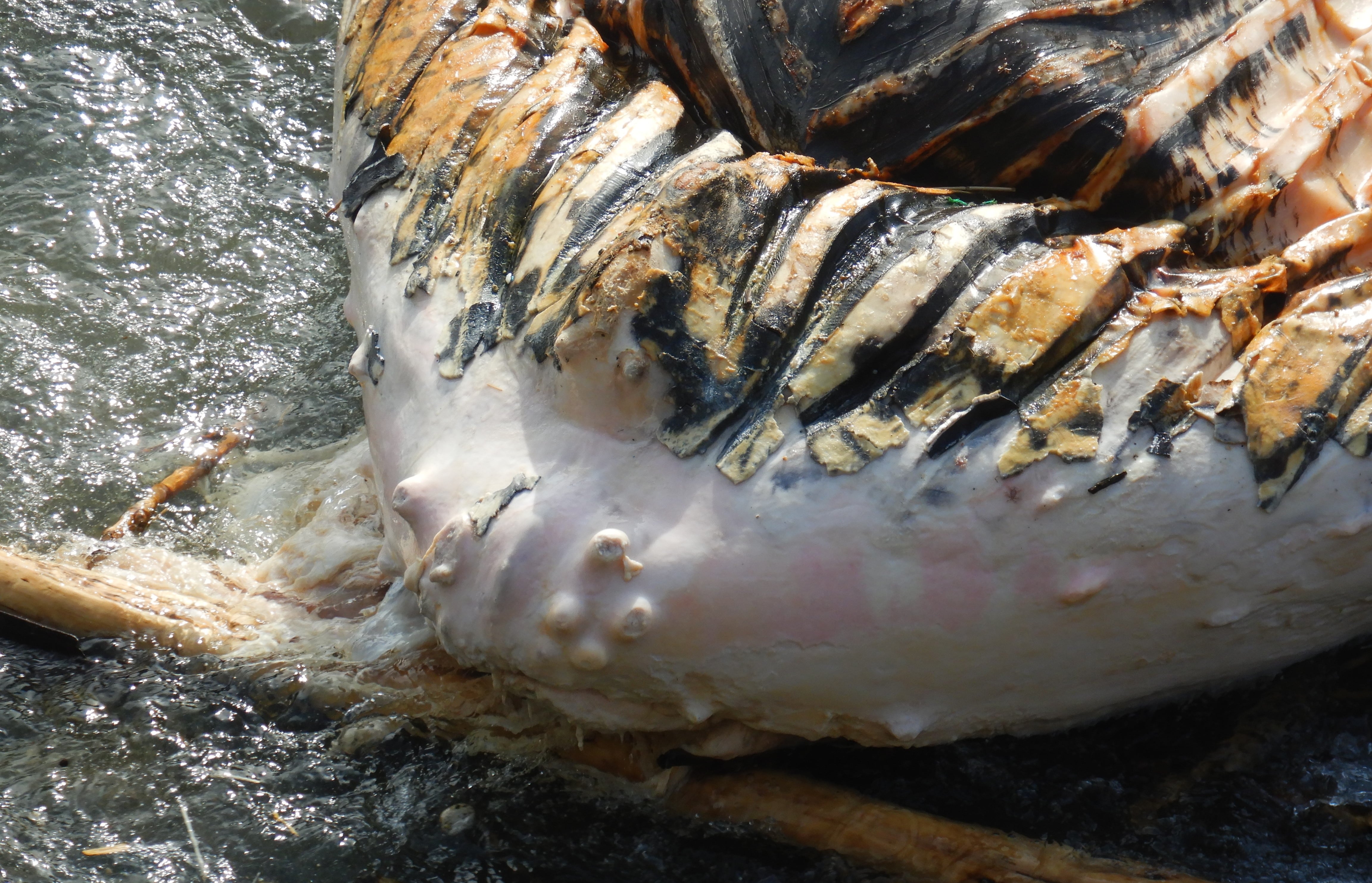 Hallan ballena jorobada muerta de casi 8 metros muerta en Arequipa con una aleta amarrada - IMARPE