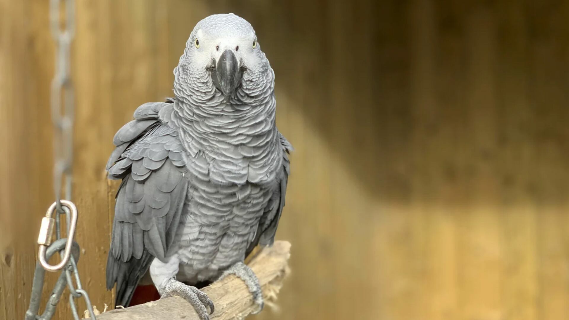 El asombroso talento de estas aves para reproducir sonidos y palabras se debe a una combinación única de órganos y estructuras cerebrales. (Steve Nichols/AP)