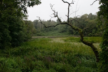 Un conjunto de pinos crece