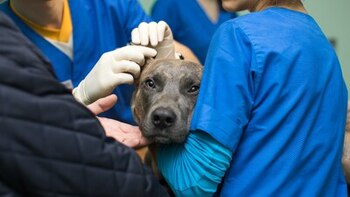 Primeros auxilios para tu perro