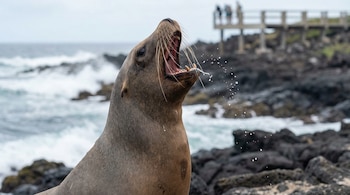 El hallazgo de una vía