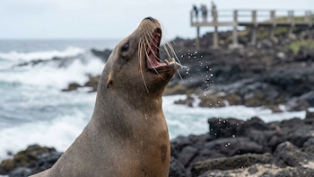 ¿Por qué solo algunas especies