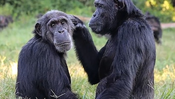 Los chimpancés le roban menos a sus amigos, incluso ante la tentación de un bocadillo
