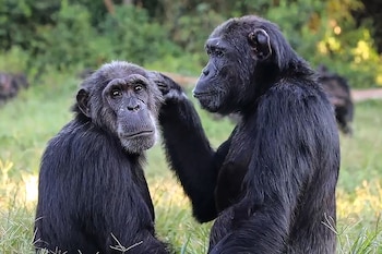 In a photo provided by Innocent Ampeire shows, one chimpanzee groom another at the Ngamba Island Chimpanzee Sanctuary in Uganda. A new study is the first to find that primates can prioritize friendships over tasty treats, revealing an ability to squash selfish impulses previously undocumented in our hairy ape cousins. (Innocent Ampeire via The New York Times) Ñ NO SALES; FOR EDITORIAL USE ONLY WITH CHIMPS FRIENDSHIP BY TAYLOR MITCHELL BROWN FOR OCT. 23, 2026. ALL OTHER USE PROHIBITED.