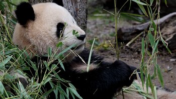 China considera a España el