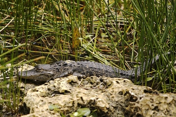 La mayoría de los parques