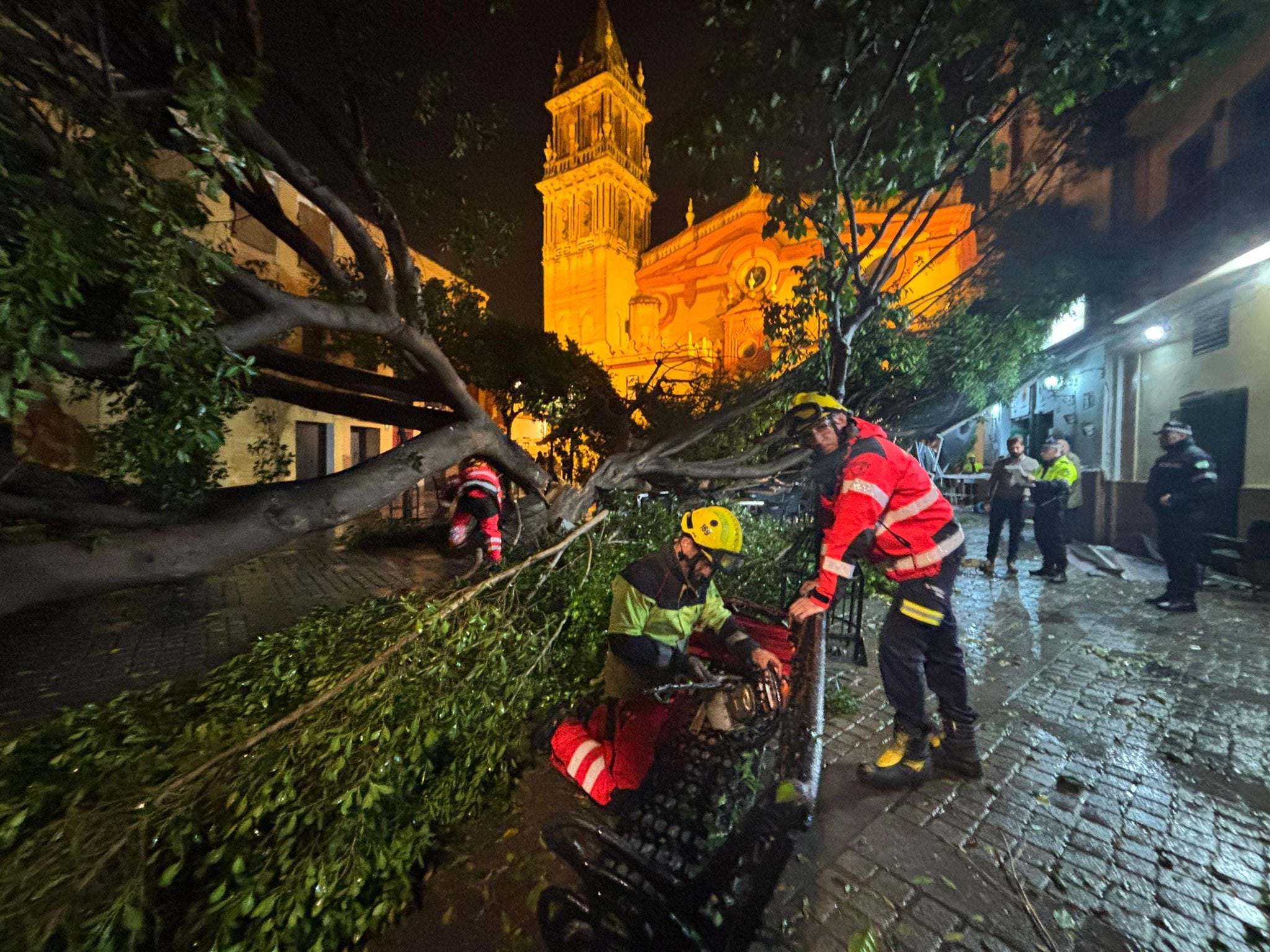 Un rayo parte el laurel de indias de la Plazuela de Santa Ana, en el sevillano barrio de Triana. / Ayuntamiento de Sevilla