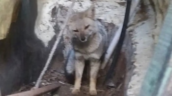 Encontraron un zorro en el patio de una casa de Pinamar y fue liberado en el bosque por una fundación