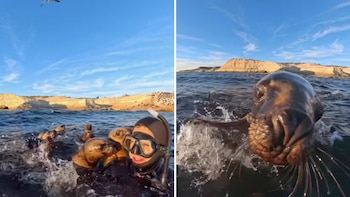 “Besos” a las 8 de la mañana: el video de un buceador en Puerto Madryn rodeado de lobos marinos que se volvió viral