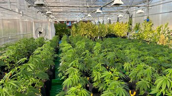 Un invernadero de Pampa Hemp,