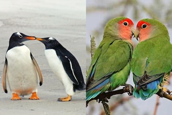 Cuáles son los animales más