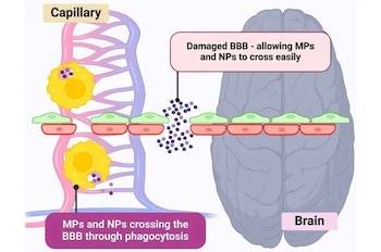 Se ha comprobado que los