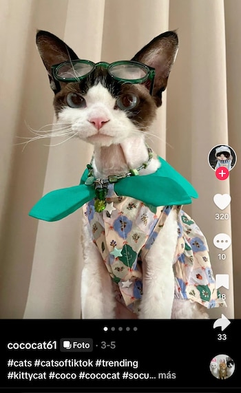 La gata Coco, conocida en las redes bajo el nombre de usuario @cococat61, comenzó su aventura en Tiktok el 20 de enero de este año. Desde entonces, ha logrado captar la atención de miles de personas, acumulando 11 mil seguidores y un promedio de 3 mil vistas por vídeo. Aunque sus cifras de visualización no son tan altas, algunos de sus vídeos han superado las 200 mil o 300 mil vistas; lo cual le ha dado mayor visibilidad para posicionarse como un fenómeno de las redes sociales.
