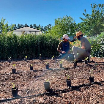 Cultivan sus propios alimentos (casabaradero)