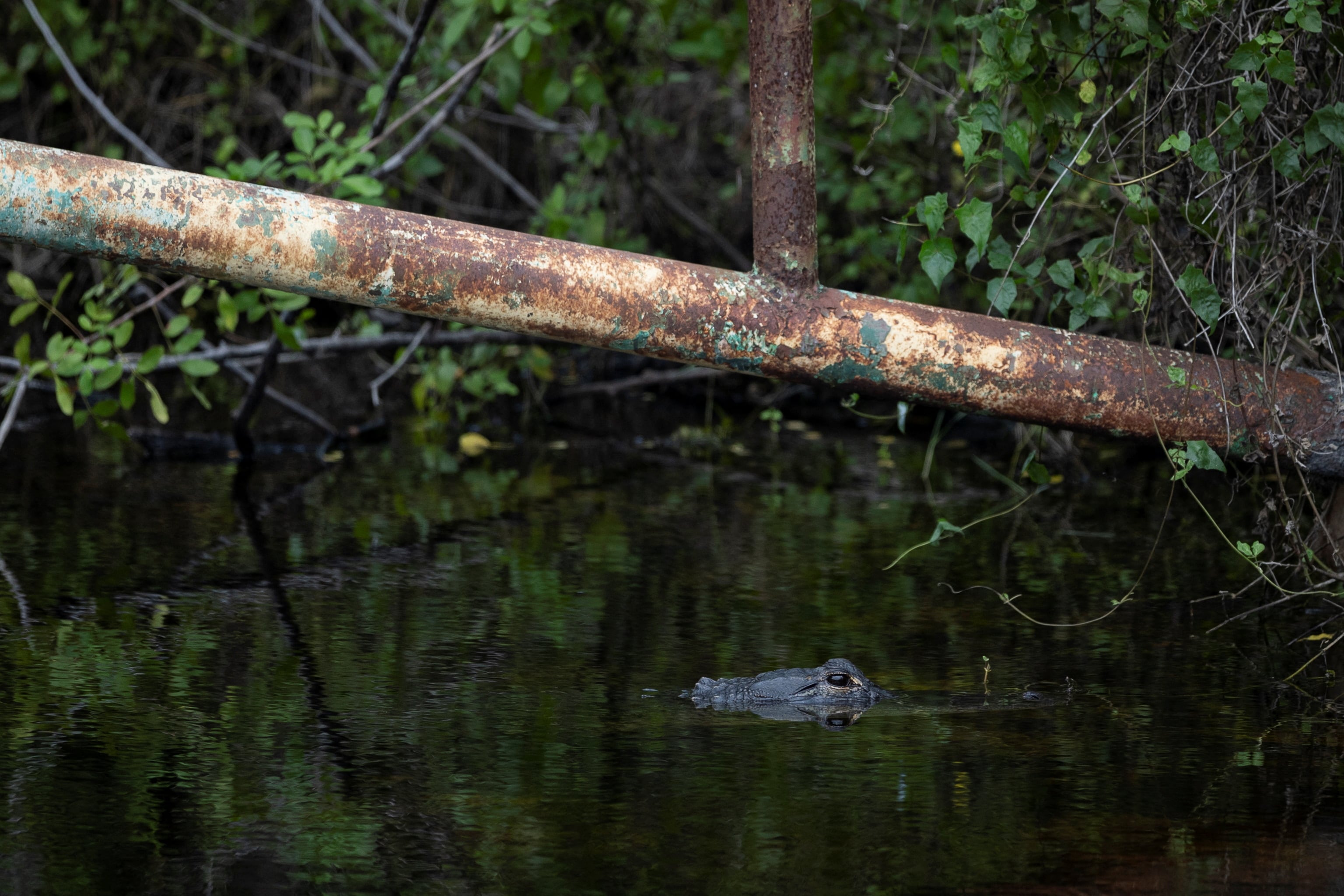 El centro está construido sobre una antigua pista aérea abandonada y se encuentra rodeado de pantanos, manglares y ríos en una zona remota del Parque Nacional de los Everglades - crédito Marco Bello/REUTERS