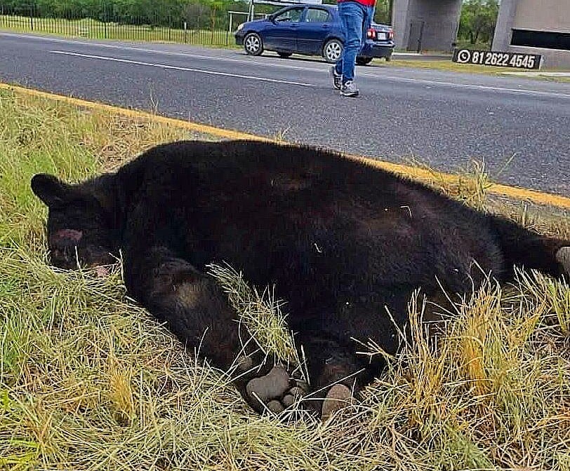 Oso negro atropellado en la Carretera Nacional, en Nuevo León. /Screenshot @YoAmoaLaCiencia