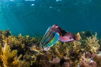 Ejemplares de sepia gigante australiana