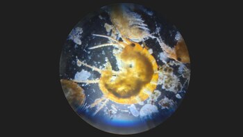 Hallazgo animal en Cajamarca sorprende