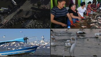 Pelícanos llegan desde Canadá a