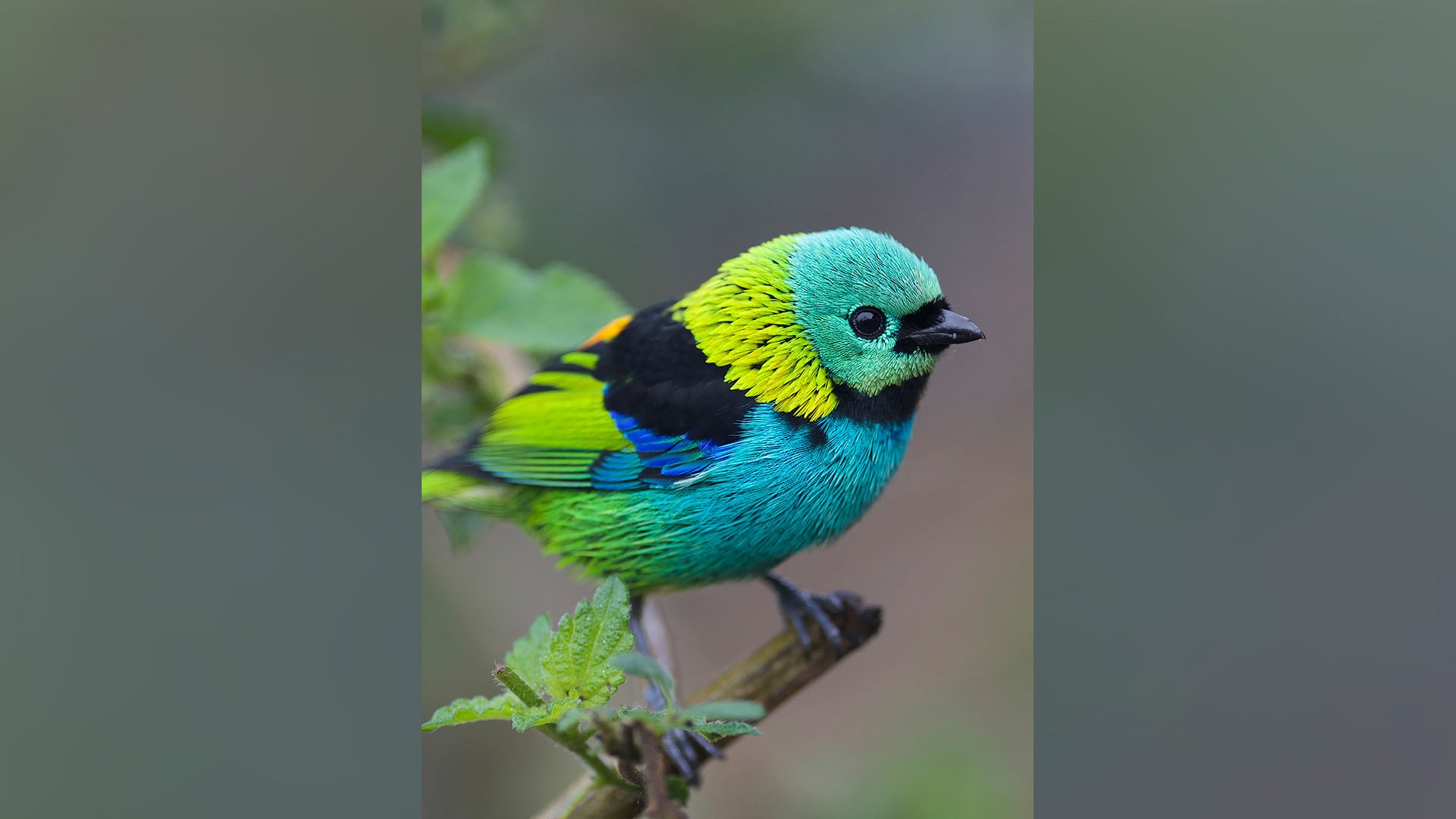 El tangará de cabeza verde, fotografiado en el Parque Nacional de Itatiaia, Brasil, pertenece al grupo de paseriformes cuya evolución ocurrió en ráfagas ligadas a cambios climáticos./Archivo Daniel J. Field/Flickr
