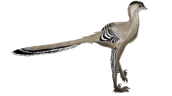 Los especialistas creen que esta