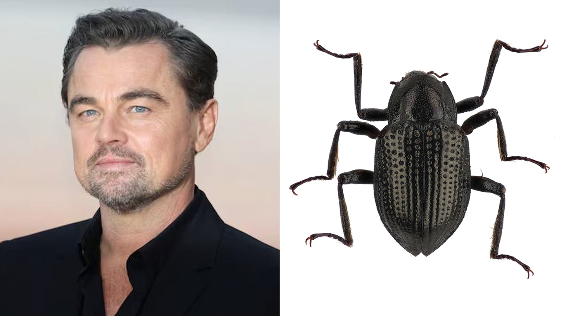 El escarabajo acuático Grouvellinus leonardodicaprioi reconoce la influencia de DiCaprio en la conservación ambiental global