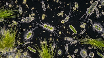 Por qué proteger los microbios