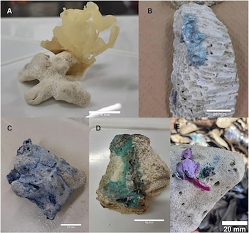 Cinco muestras de rocas identificadas de la A a la E con fragmentos de plástico pegados en colores amarillo, azul, verde y rosa