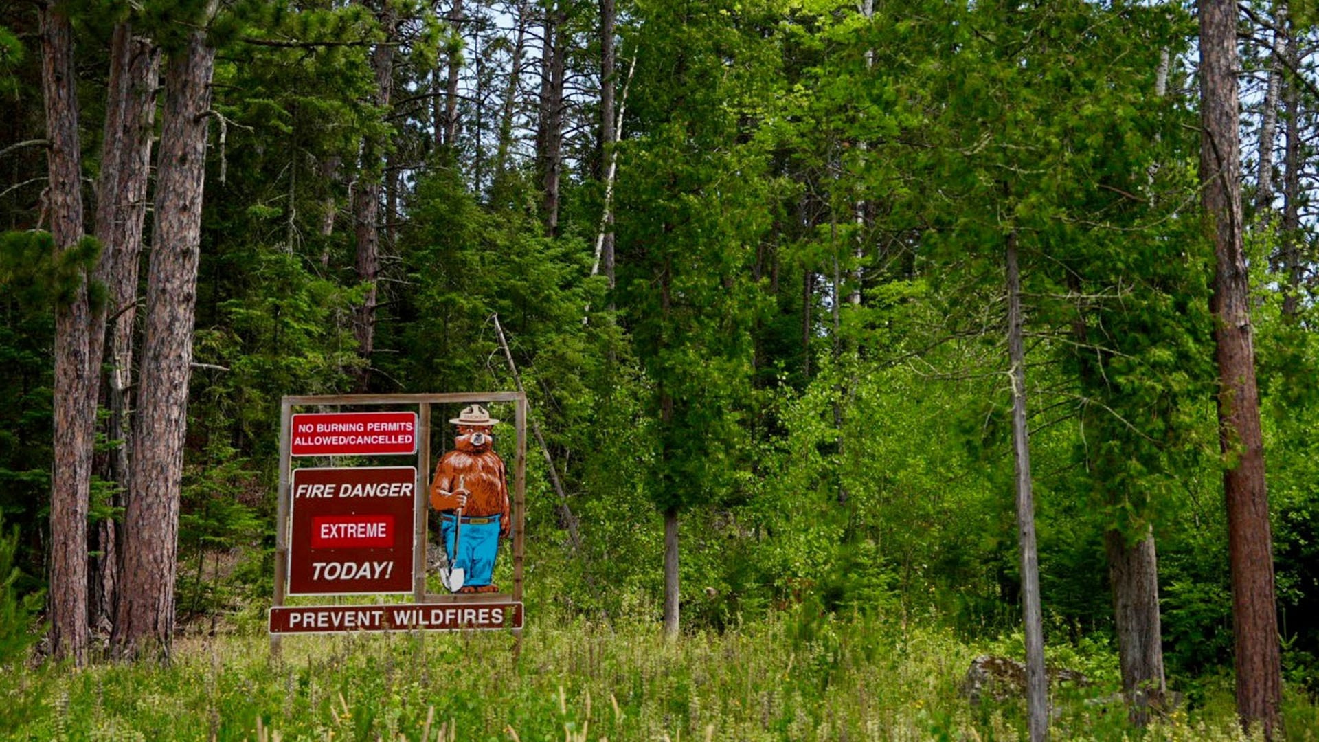 El Bosque Nacional Superior concentra 17 focos activos cerca de la frontera con Canadá, según el Servicio Forestal de Estados Unidos (Anthony Soufflé/Minnesota Star Tribune via AP)