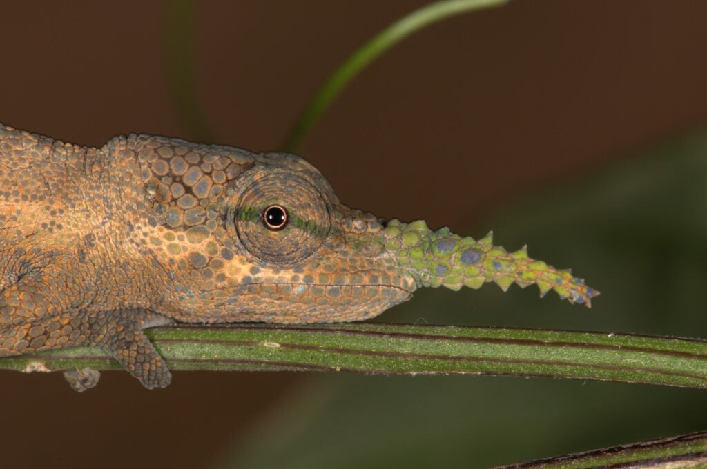 Animales, insectos, plantas y hongos lideran el aumento anual en descripciones de especies, evidenciando picos históricos en las últimas dos décadas - (Crédito: Gentileza, estudio Towards a revision of the Malagasy chameleons of the Calumma gallus complex: Redefinition of Calumma nasutum based on a museomics approach and descriptions of two new species , publicado en Salamandra—German Journal of Herpetology)