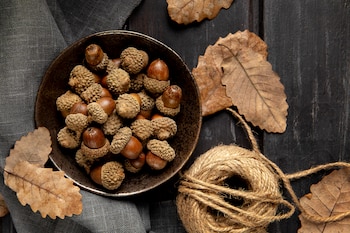 El renacer de la bellota