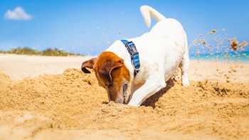 Os cães cavam buracos na praia.