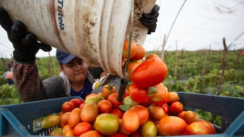 Precio del jitomate baja: inflación se ubica en 3.55% en la primera quincena de junio
