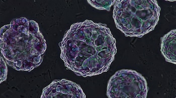Imagen microscópica de múltiples organoides esféricos de colores morados, verdes y azules con textura irregular, flotando sobre un fondo oscuro.