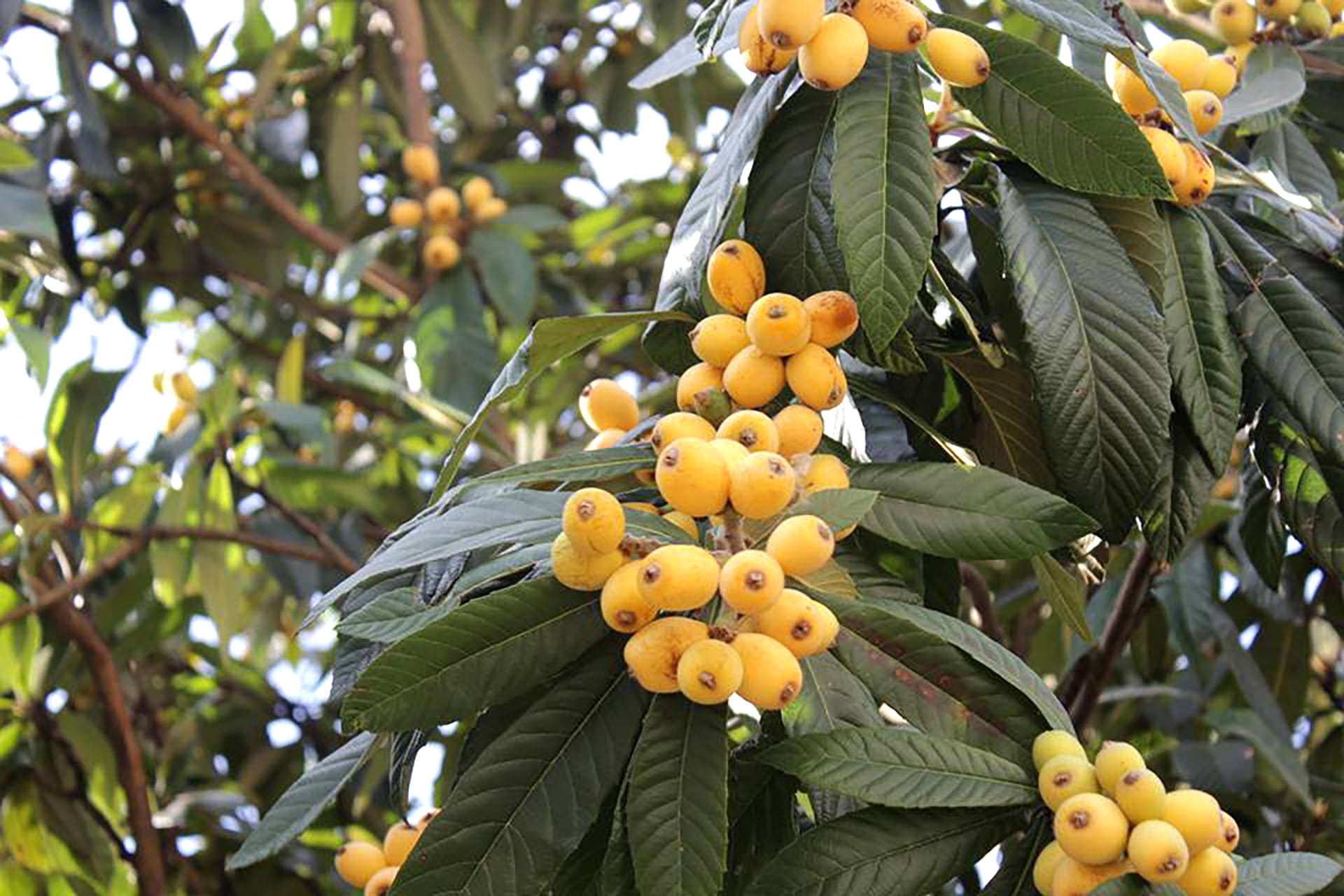 Beneficios nutritivos y medicinales del agua de níspero