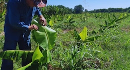 Impulsan el control biológico en cultivos de banano