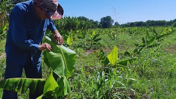 Impulsan el control biológico en
