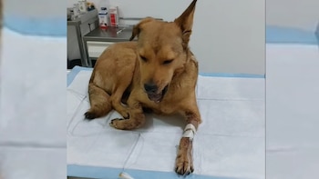 (Captura de pantalla: Facebook/albergueamormestizo)