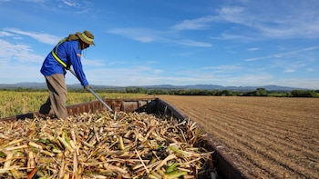 El sector azucarero de El