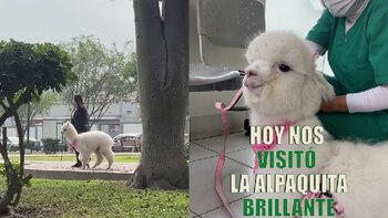 Una inusual mascota: la alpaca