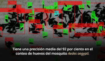 Con una precisión promedio del 92 por ciento, EggCountATT supera los métodos manuales y otras herramientas automatizadas existentes. Foto: (Secretaría de Salud)