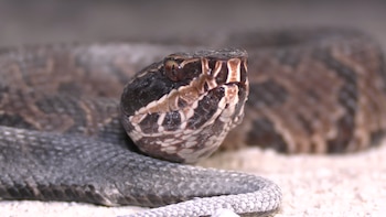 Pupilas de gato, boca blanca y veneno hemotóxico: las claves de la cottonmouth, la serpiente más temida de Estados Unidos