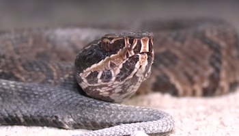 serpiente cottonmouth