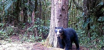 La aparición de Izumi fue