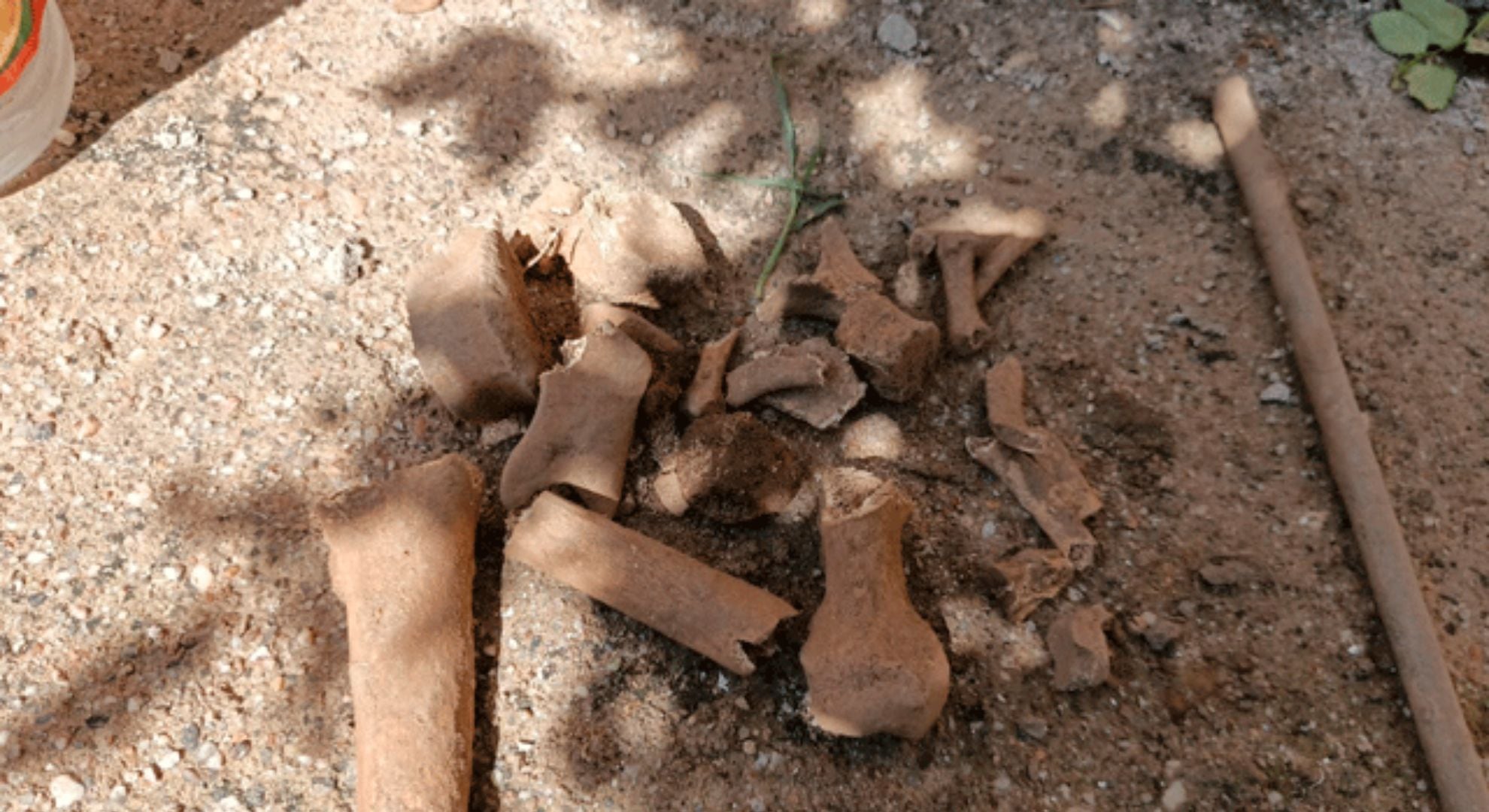 Los restos que fueron encontrados en una casa de la capital de La Rioja (Gentileza: Medios Provincia)