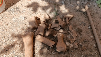 Analizan los restos óseos hallados